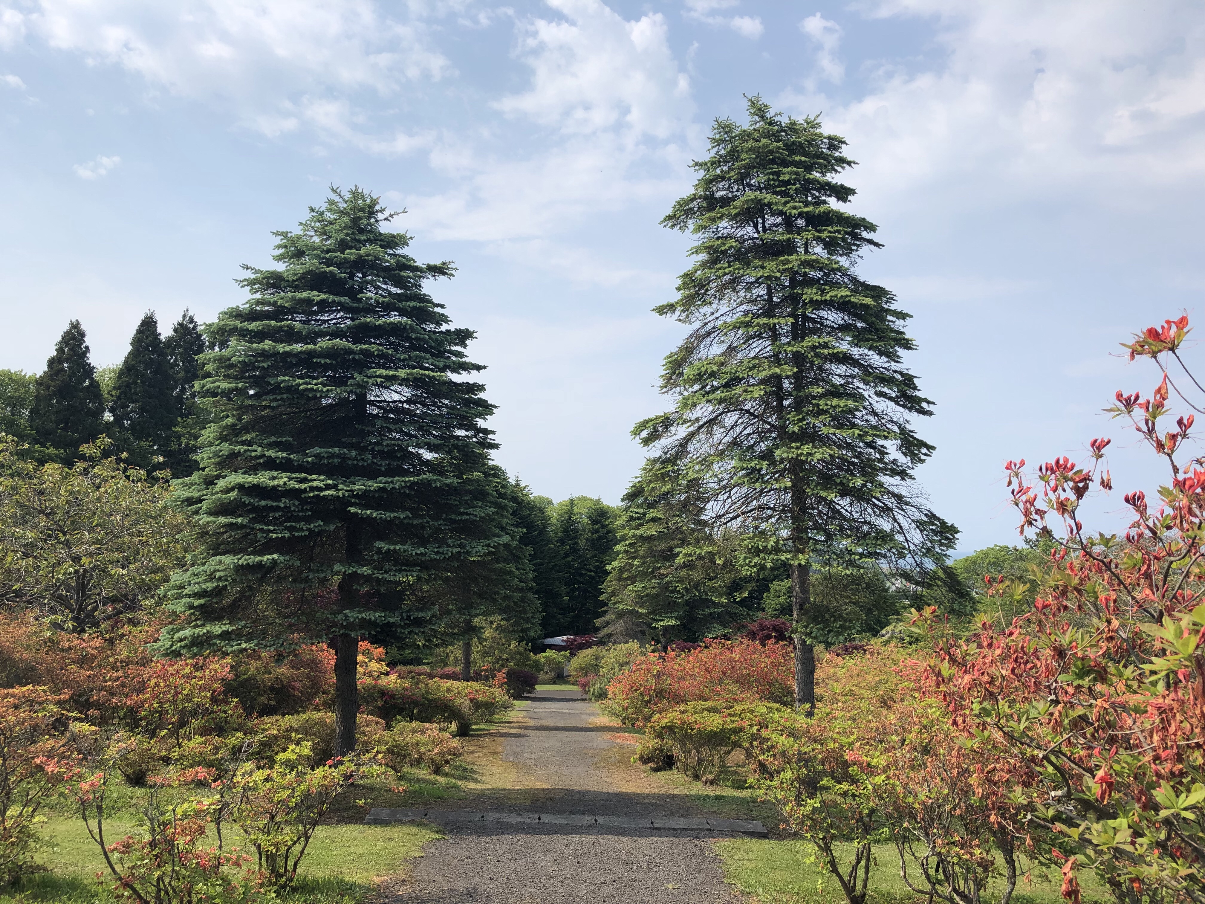 ツツジ祭り前日…