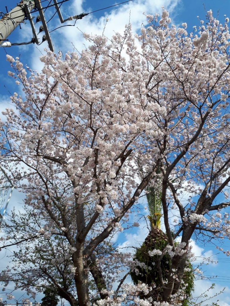 高知県の桜