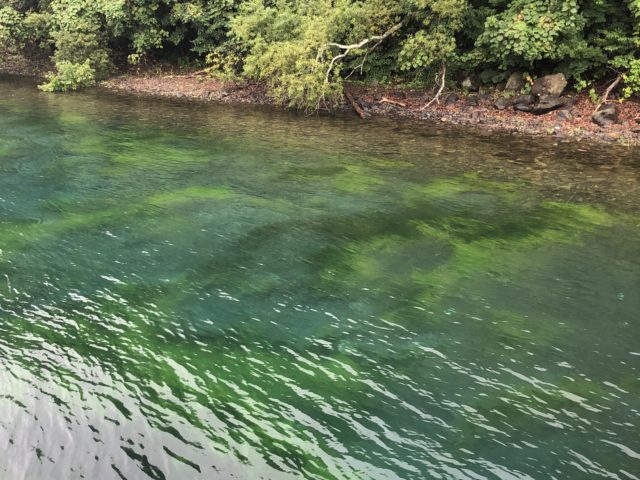 20200917 支笏湖山線鉄橋からの千歳川
