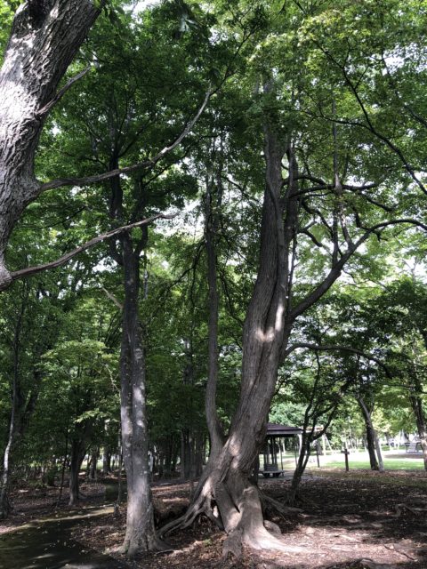 20200916 財田キャンプ場内の大きな木