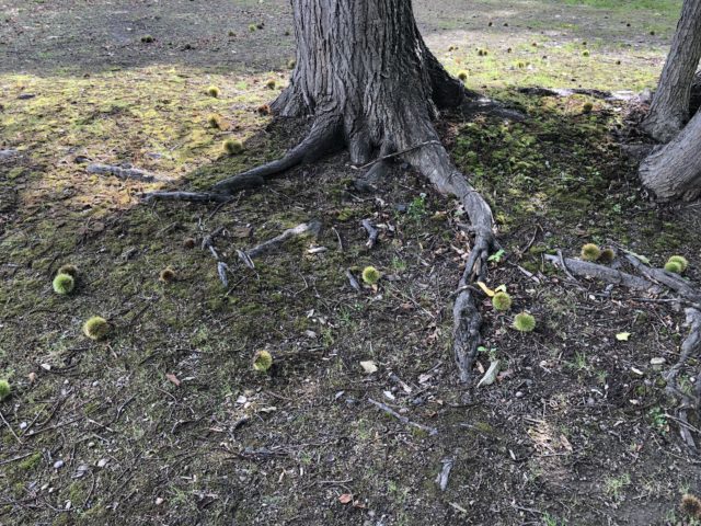 20200916 財田キャンプ場内 栗の木の下