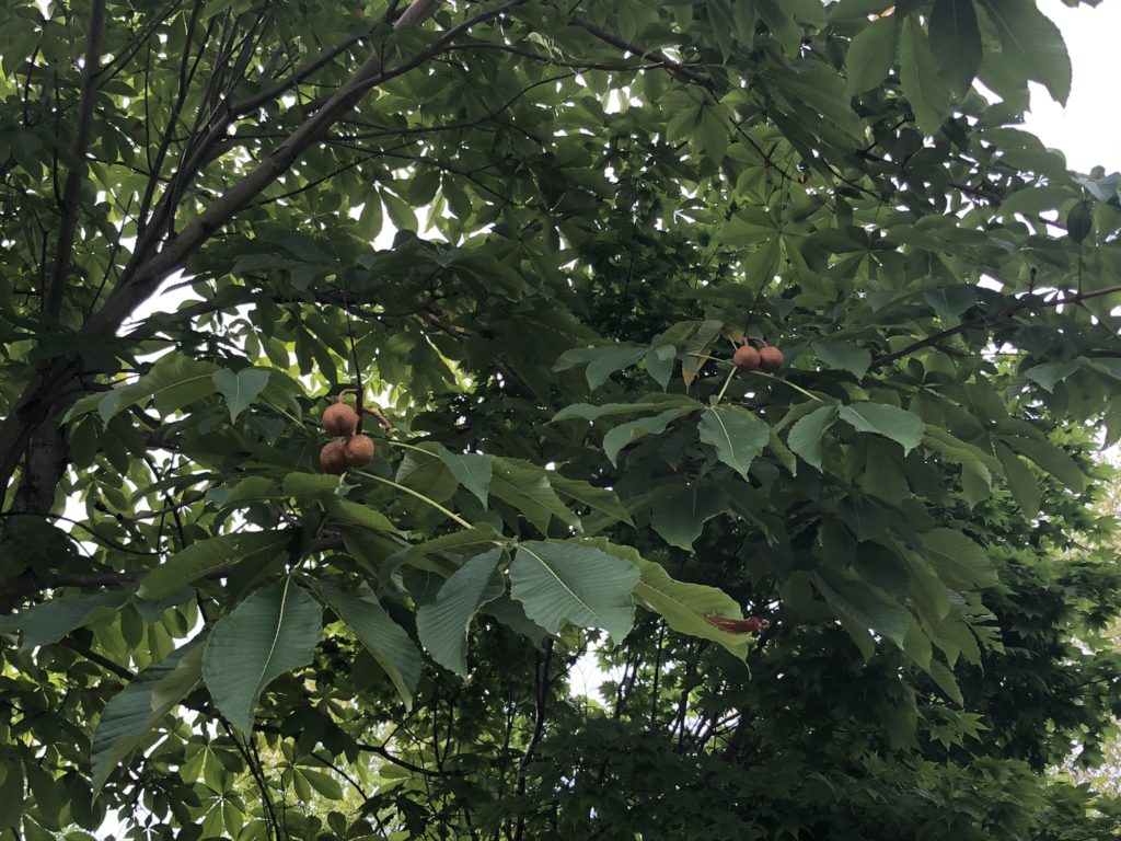 20200916 財田キャンプ場内栃の木