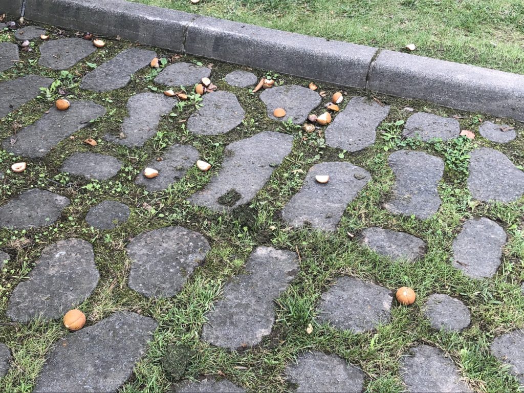 20200916 財田キャンプ場 駐車場の栃の実