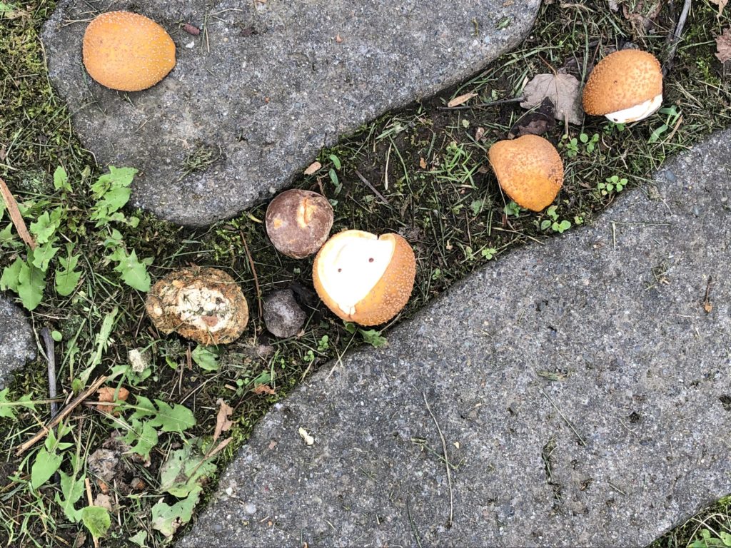 20200916 財田キャンプ場 駐車場の栃の実