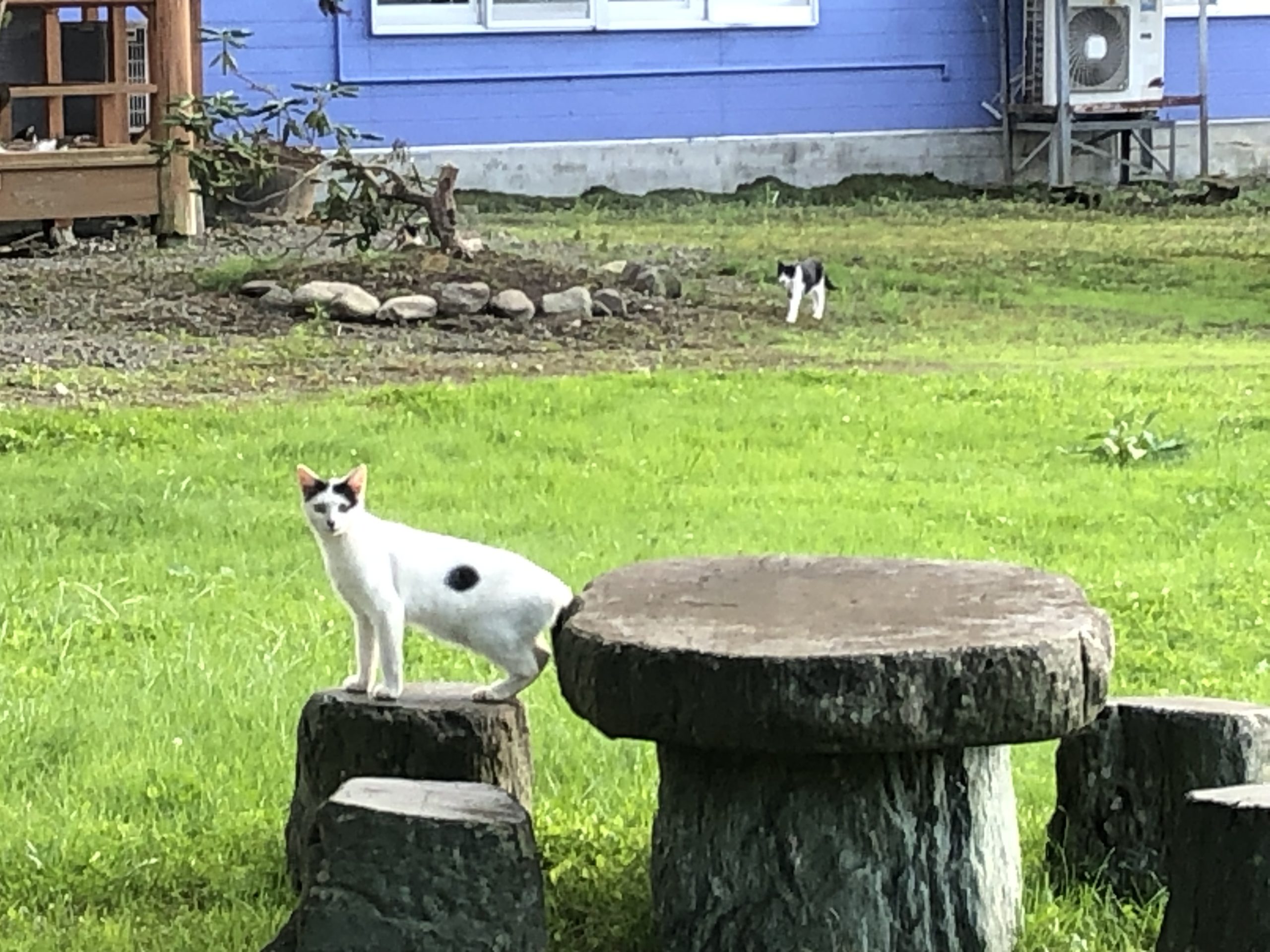 お昼ゴハンは炒飯で