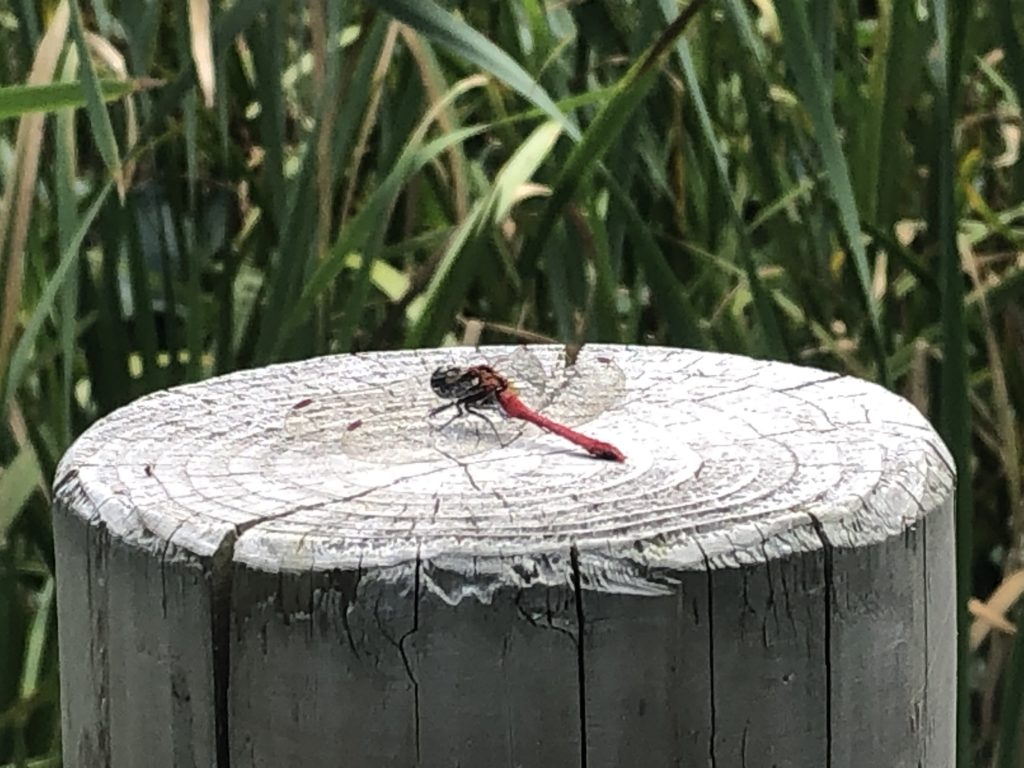 見晴公園(香雪園)