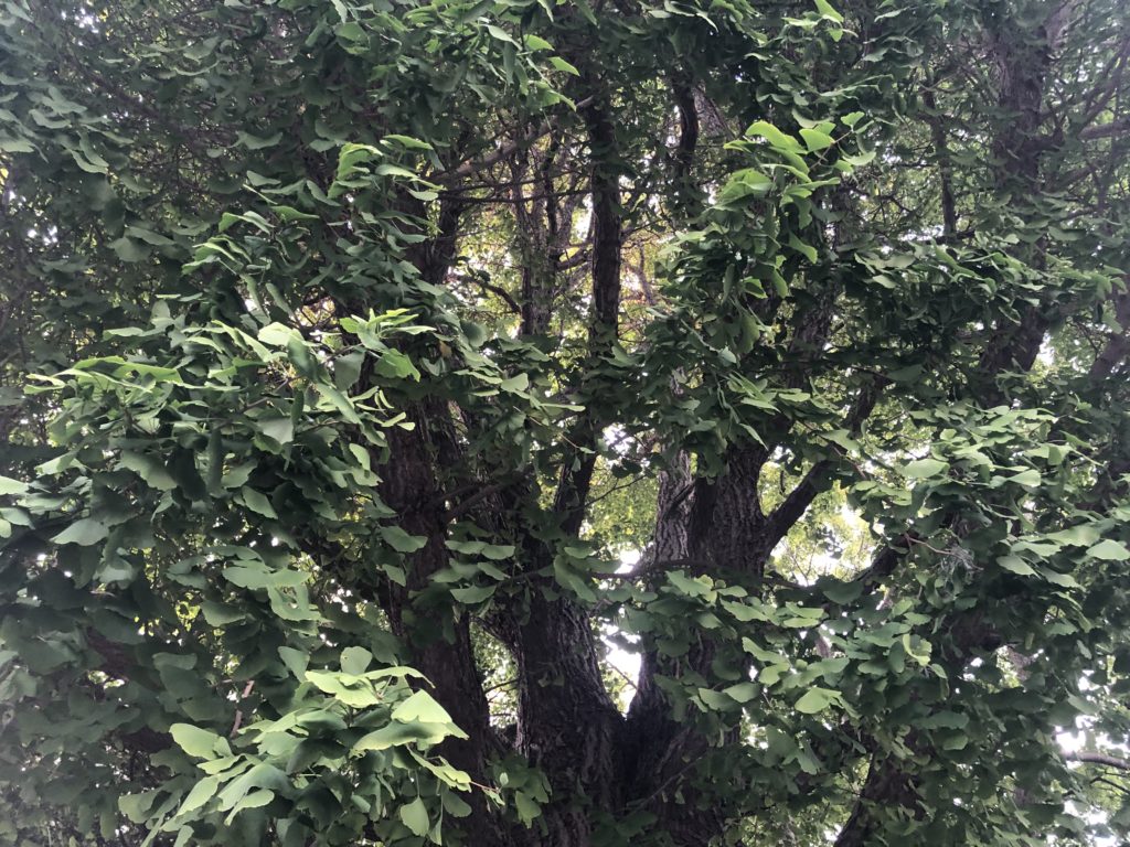 湯倉神社 湯倉の大銀杏